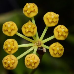 Hoya odetteae ( rooted cutting )