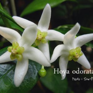 Hoya odorata ( rooted cutting )