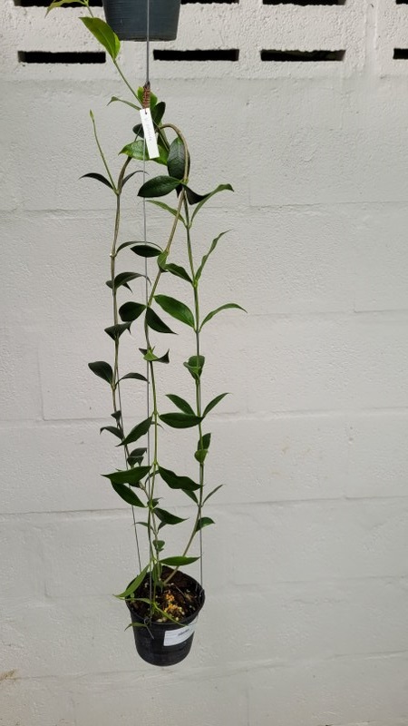 Hoya odorata (large)