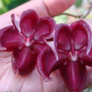 Hoya onychoides ( rooted cutting )
