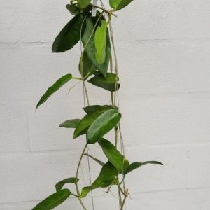 Hoya onychoides (large)