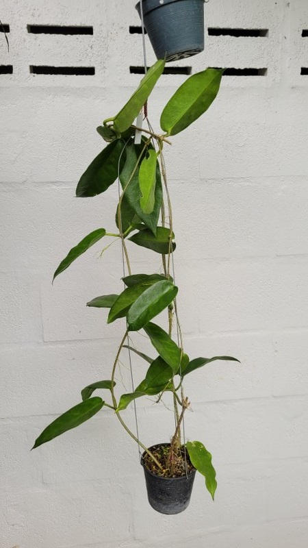 Hoya onychoides (large)