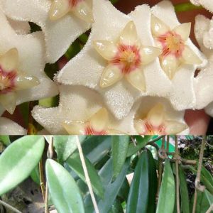 Hoya oreogena ( rooted cutting )