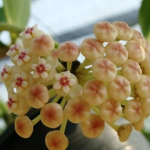 Hoya pachyclada red corona ( rooted cutting )