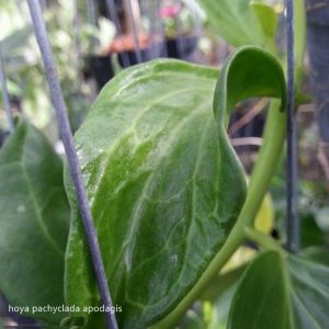 Hoya pachyclada apodagis ( rooted cutting )
