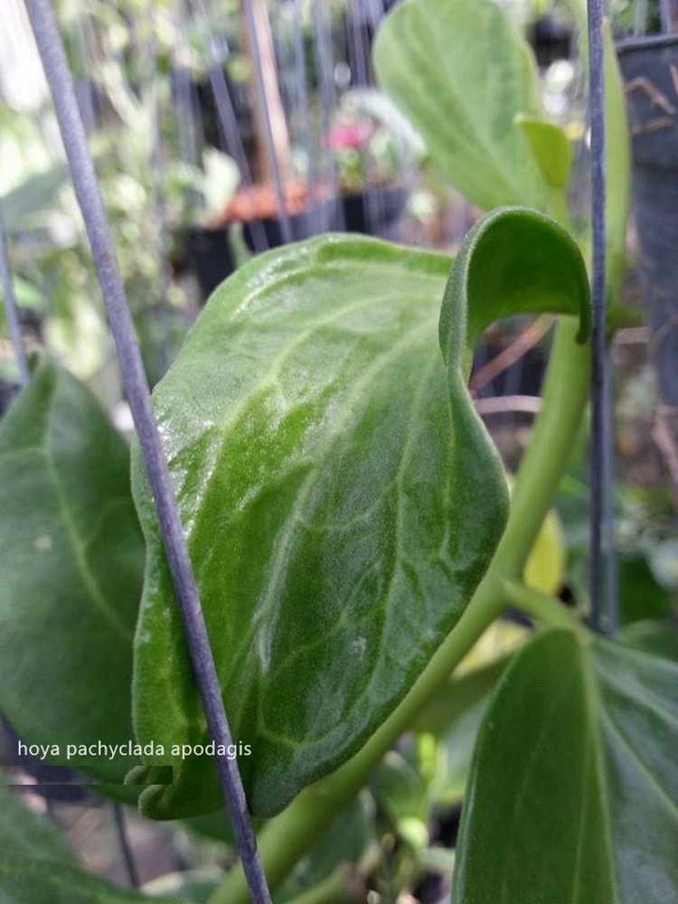 Hoya pachyclada apodagis ( rooted cutting )