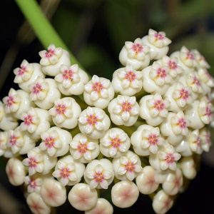 Hoya pachyclada pink ( rooted cutting )