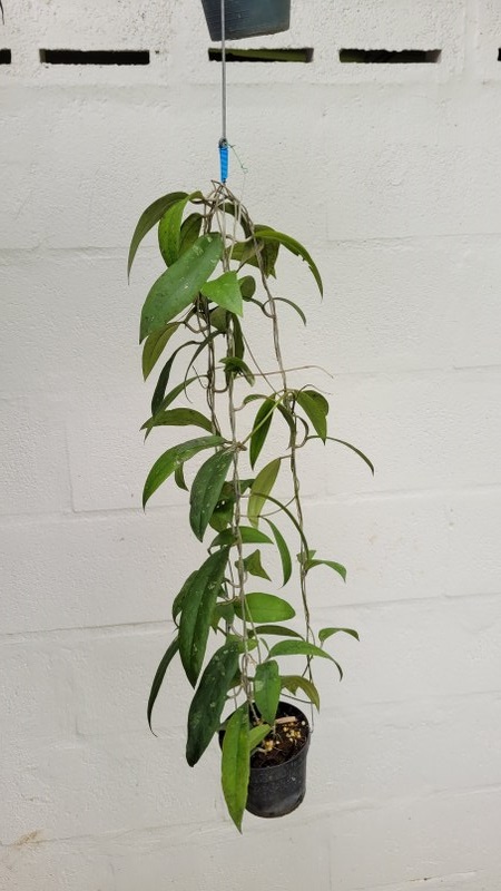 Hoya padangensis (large)