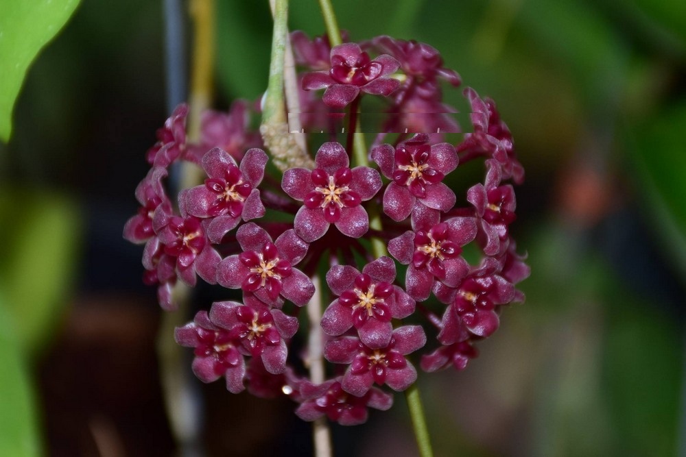 Hoya SP pahang (large)