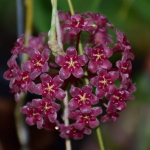 Hoya pahang ( rooted cutting )