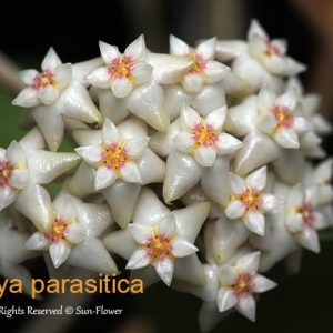 Hoya parasitica heart shaped leaves ( rooted cutting )
