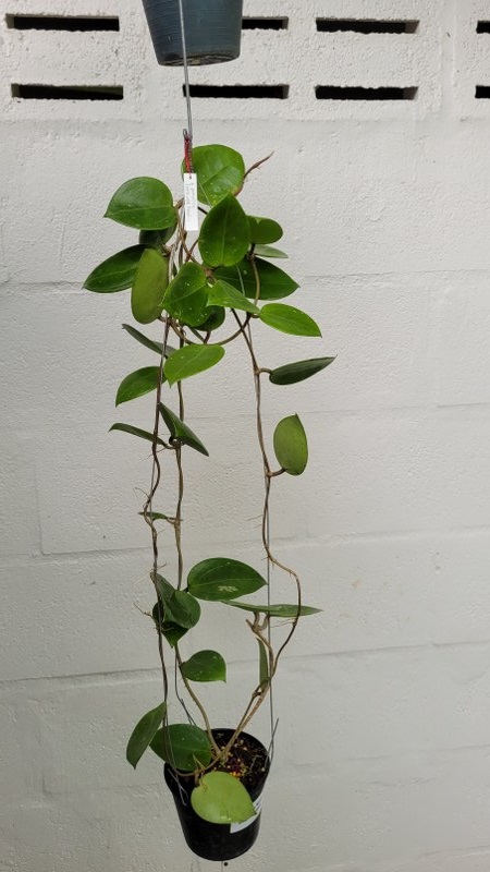 Hoya parasitica heart shaped leaves (large)