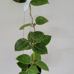 Hoya parasitica heart splash (large)