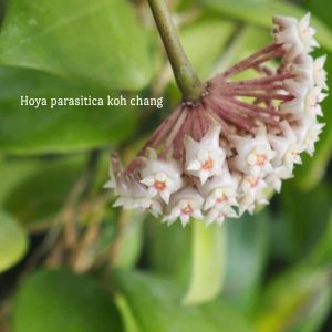Hoya parasitica Koh Chang (large)