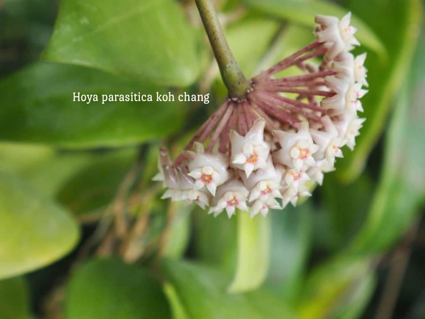 Hoya parasitica Koh Chang (large)
