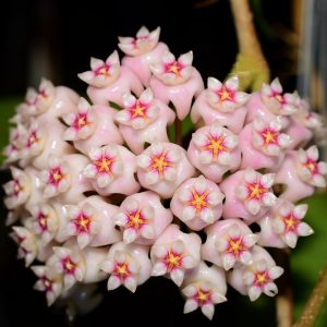 Hoya parasitica mukdaharn ( rooted cutting )