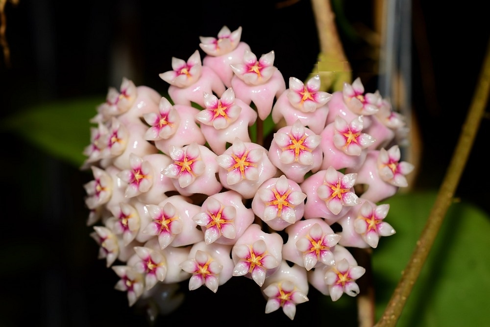 Hoya parasitica mukdaharn ( rooted cutting )
