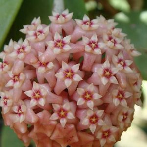 Hoya parasitica pink ( rooted cutting )