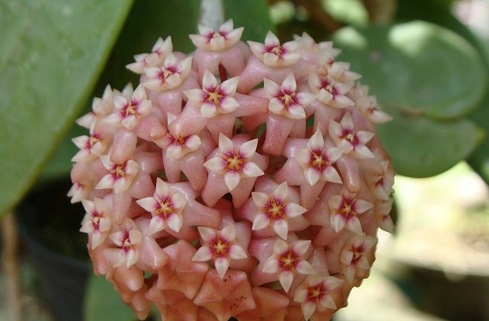 Hoya parasitica pink ( rooted cutting )