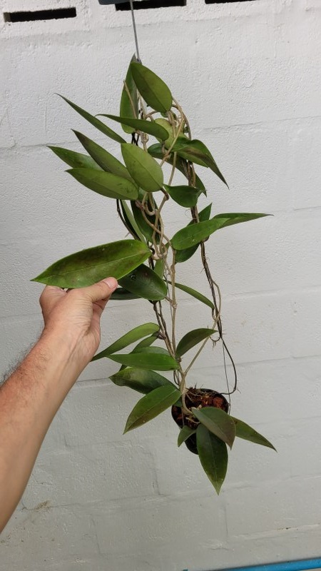 Hoya parasitica spoon shaped leaves (large)