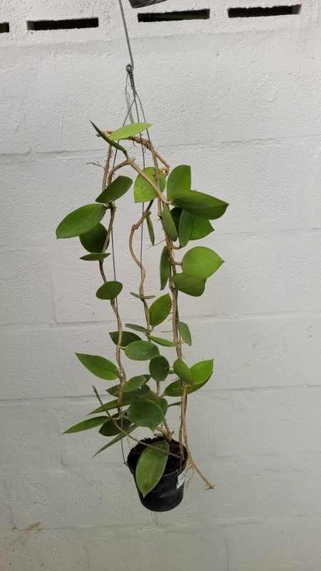 Hoya parasitica x pachyclada (large)