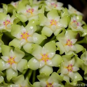 Hoya parasitica 002 ( rooted cutting )