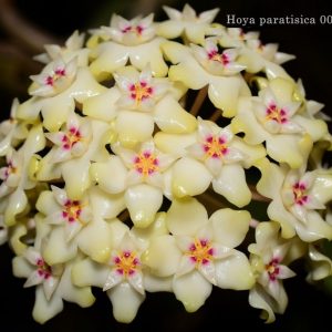 Hoya parasitica 003 ( rooted cutting )