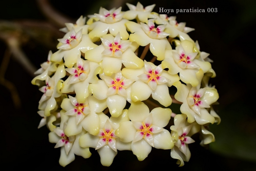 Hoya parasitica 003 ( rooted cutting )