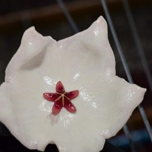 Hoya patella white ( rooted cutting )