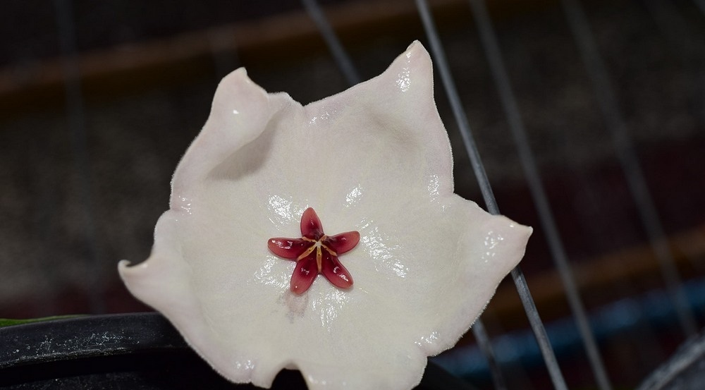 Hoya patella white ( rooted cutting )