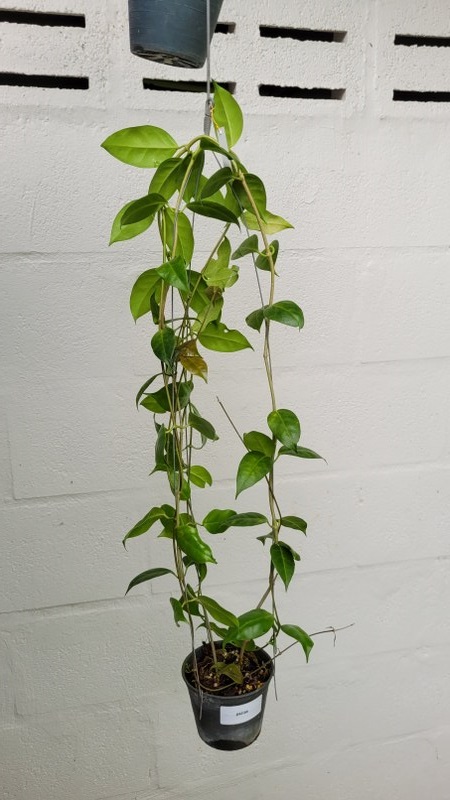 Hoya paziae (large)