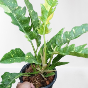Philodendron Tiger tooth variegated