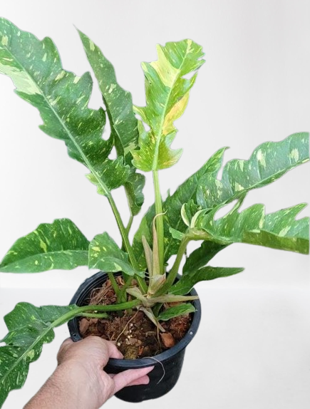 Philodendron Tiger tooth variegated