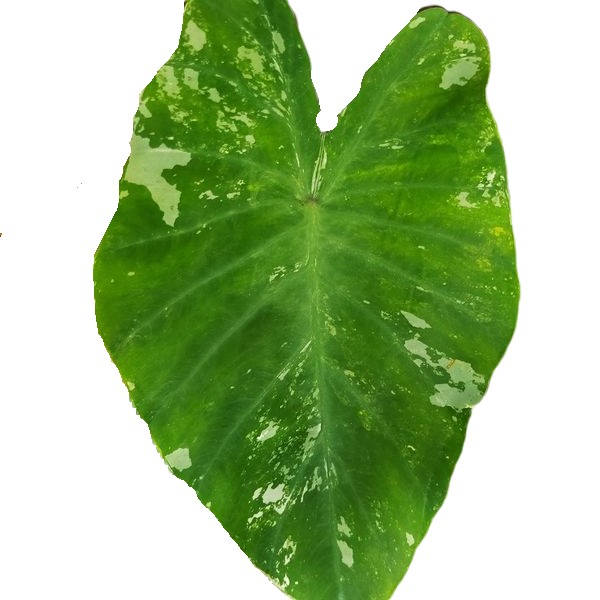 Colocasia Pink andaman - Image 2