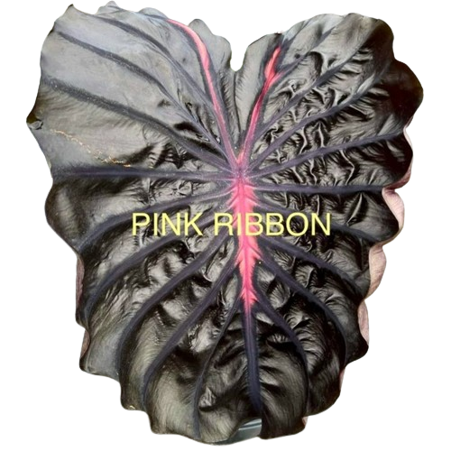 Colocasia pink ribbon - Image 2