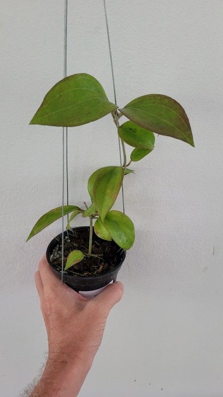 Hoya potsii(large)