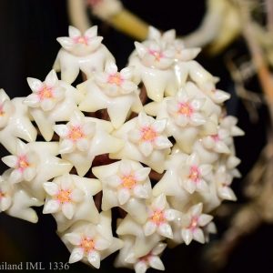 Hoya pottsii sp. Thailand IML ( rooted cutting )