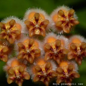 Hoya praetorii New ( rooted cutting )