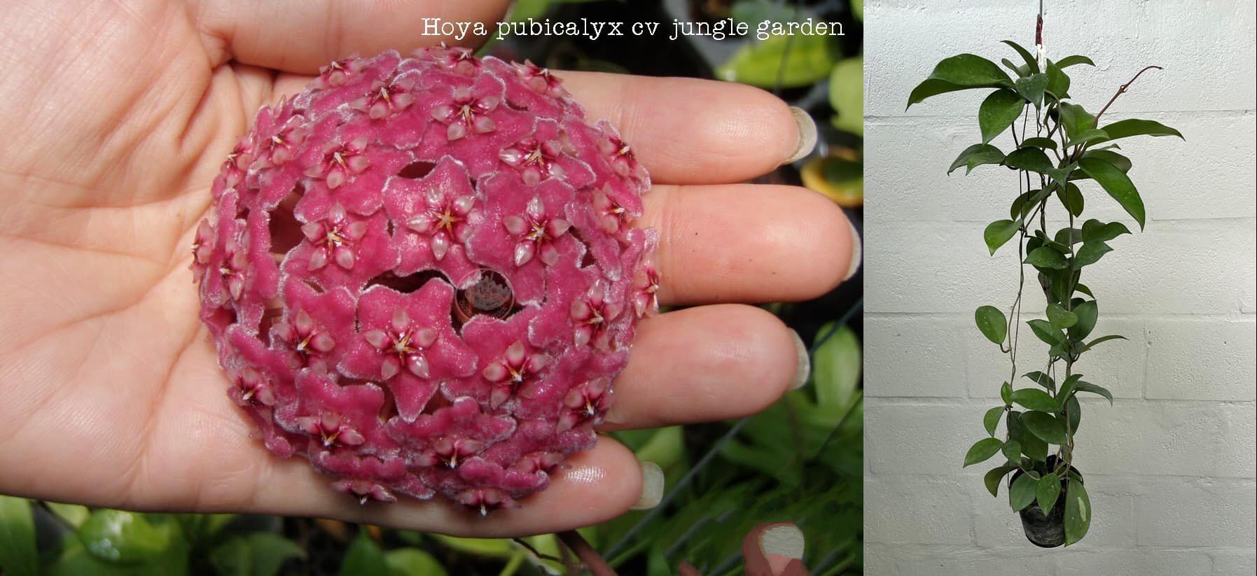 Hoya pubicalyx CV jungle garden (large)
