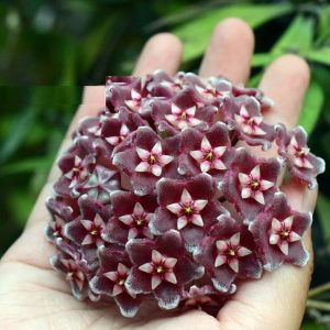 Hoya pubicalyx silver  ( rooted cutting)