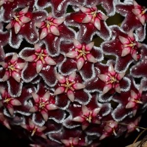 Hoya pubicalyx black dragon ( rooted cutting )