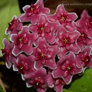 Hoya pubicalyx jungle garden ( rooted cutting )