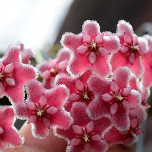Hoya pubicalyx pink dragon ( rooted cutting )