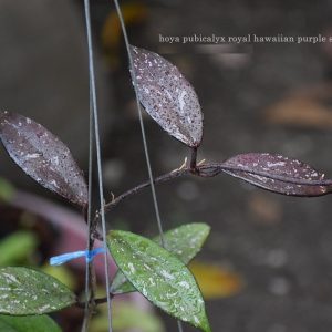 Hoya pubicalyx royal hawaiian purple splash ( rooted cutting )