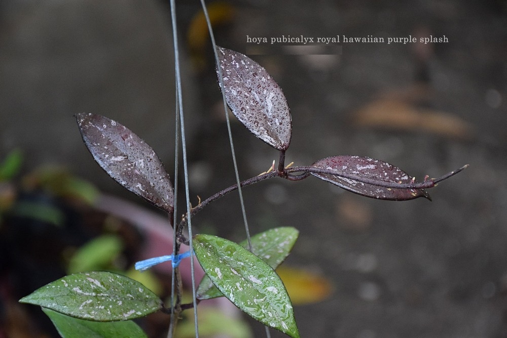 Hoya pubicalyx royal hawaiian purple splash ( rooted cutting )