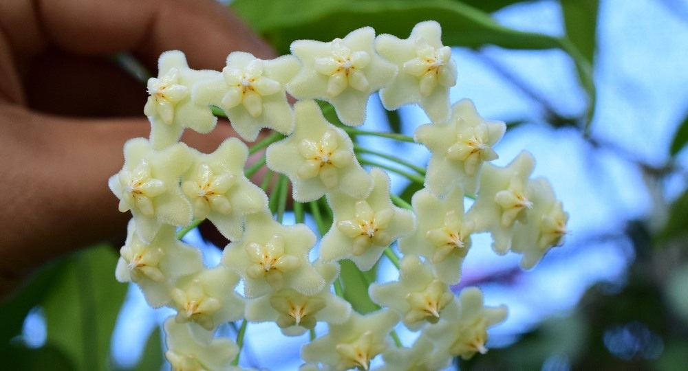 Hoya pubicalys white dragon (large) - Image 2