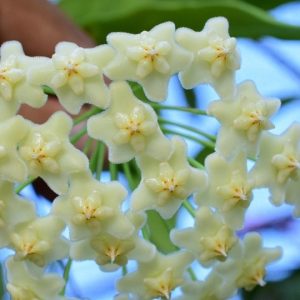 Hoya pubicalyx white dragon ( rooted cutting )