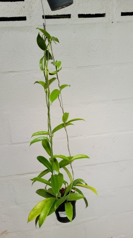 Hoya pubicalys white dragon  (large)