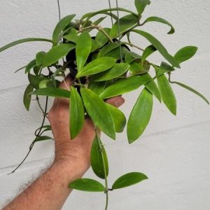 Hoya pubifera (large)