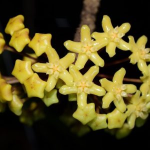 Hoya quinquenervia  ( rooted cutting )
